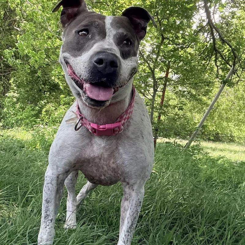 An adult medium-sized female American Staffordshire Terrier dog named Arwen for adoption in Justin, TX