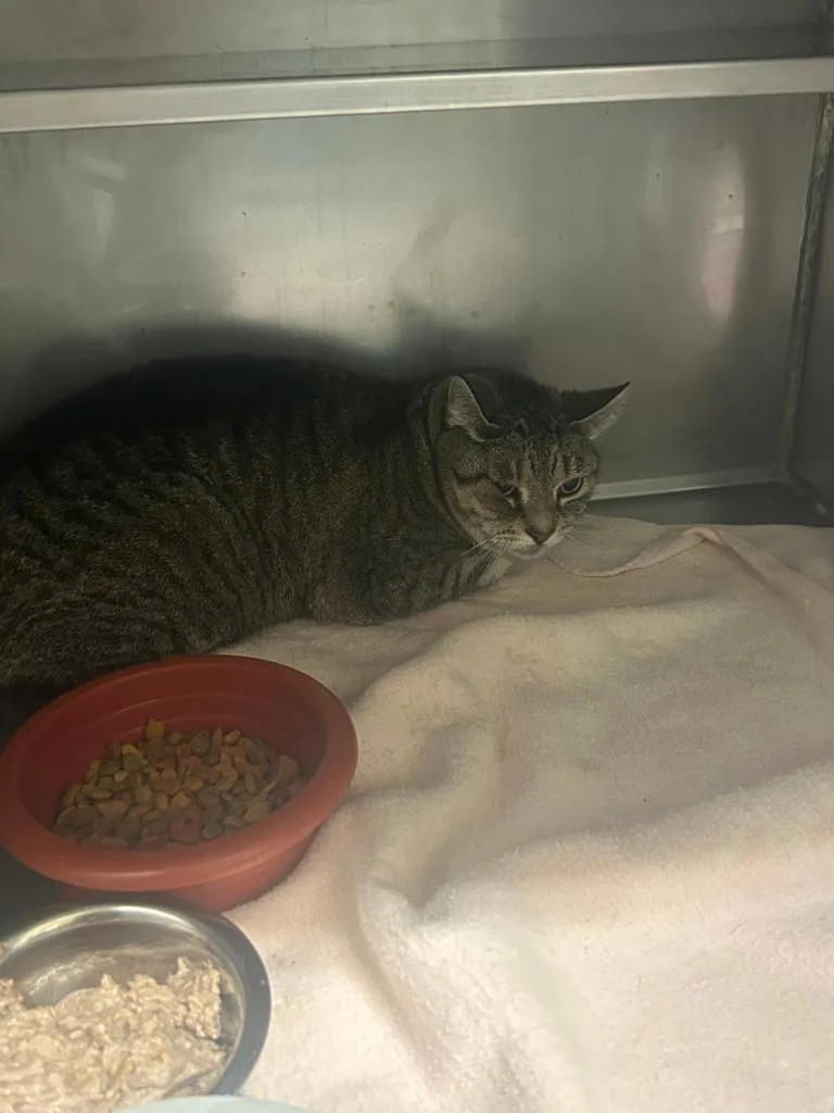 A senior medium-sized female American Shorthair cat named Paisley for adoption in Sidney, NY