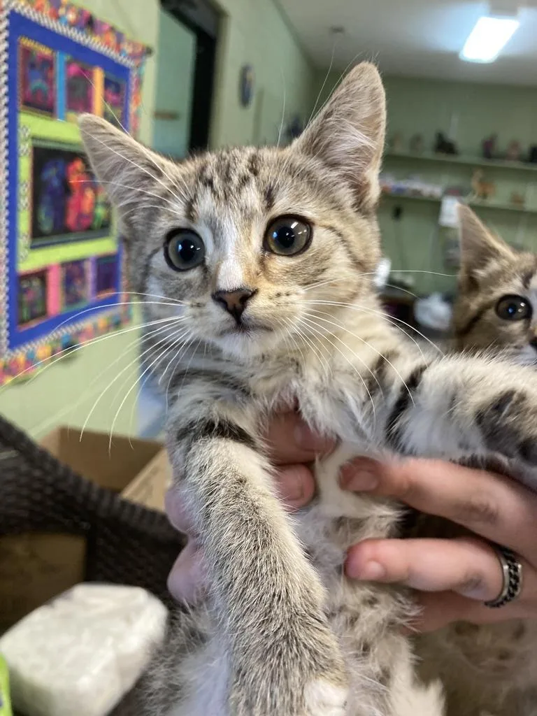 A baby medium-sized female Domestic Short Hair cat named Gigi for adoption in Burnsville, NC