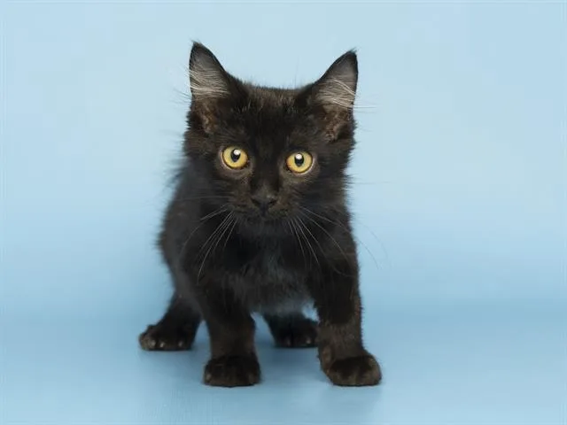 A baby small-sized female Domestic Medium Hair cat named Rue for adoption in Phoenix, AZ