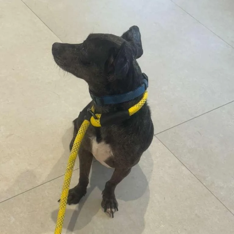 A young small-sized male Black Fox Terrier dog named Timmi for adoption in Miami, FL