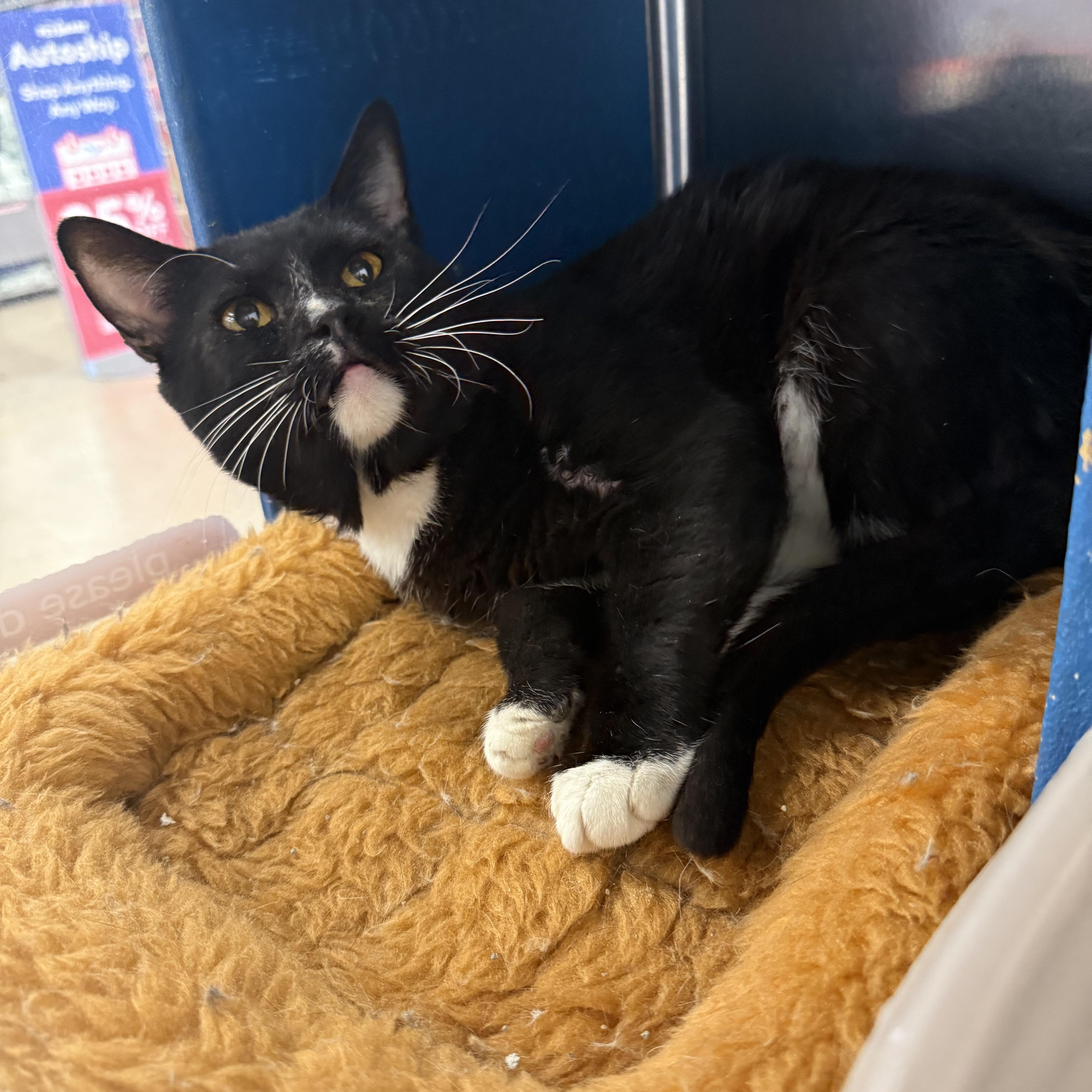 An adult large-sized male Black & White / Tuxedo Domestic Short Hair cat named Sylvester for adoption in Fresno, CA