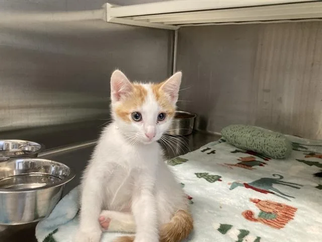 A baby small-sized male Domestic Short Hair cat named Hambone for adoption in Tustin, CA