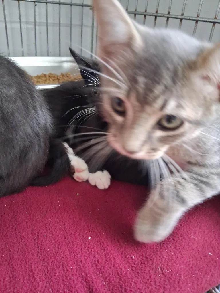 A baby medium-sized male Domestic Short Hair cat named Mist for adoption in Brownwood, TX