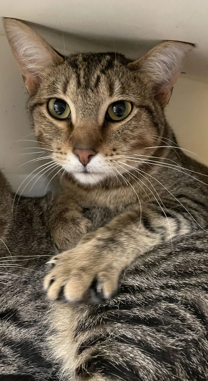 King Tut thumbnail 2