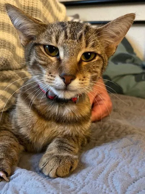 King Tut thumbnail 3