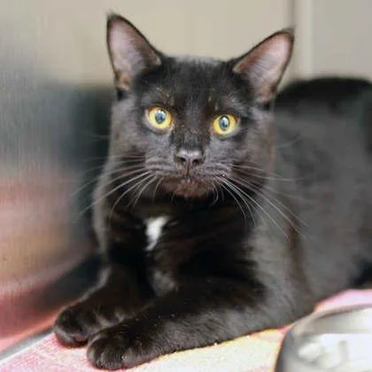 A baby small-sized male Black Domestic Short Hair cat named Prince Eric for adoption in Atlanta, GA