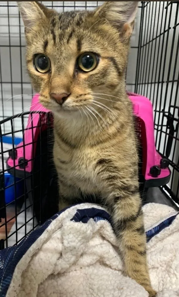 An adult medium-sized male Domestic Short Hair cat named Joe for adoption in Dallas, GA