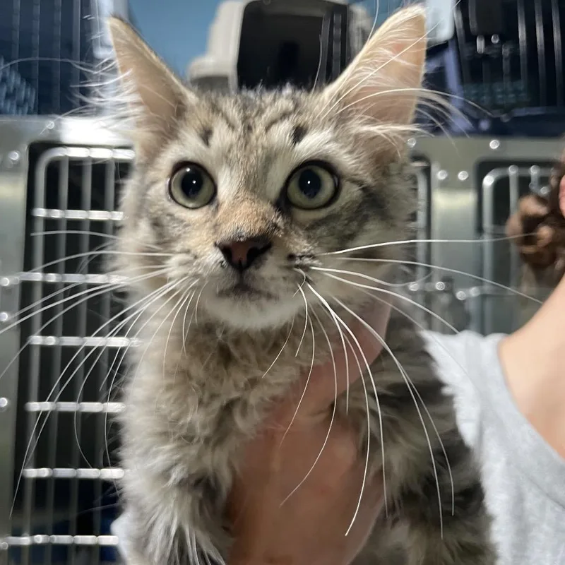 A baby small-sized female Brown / Chocolate Domestic Short Hair cat named Farquad for adoption in Newport, NC