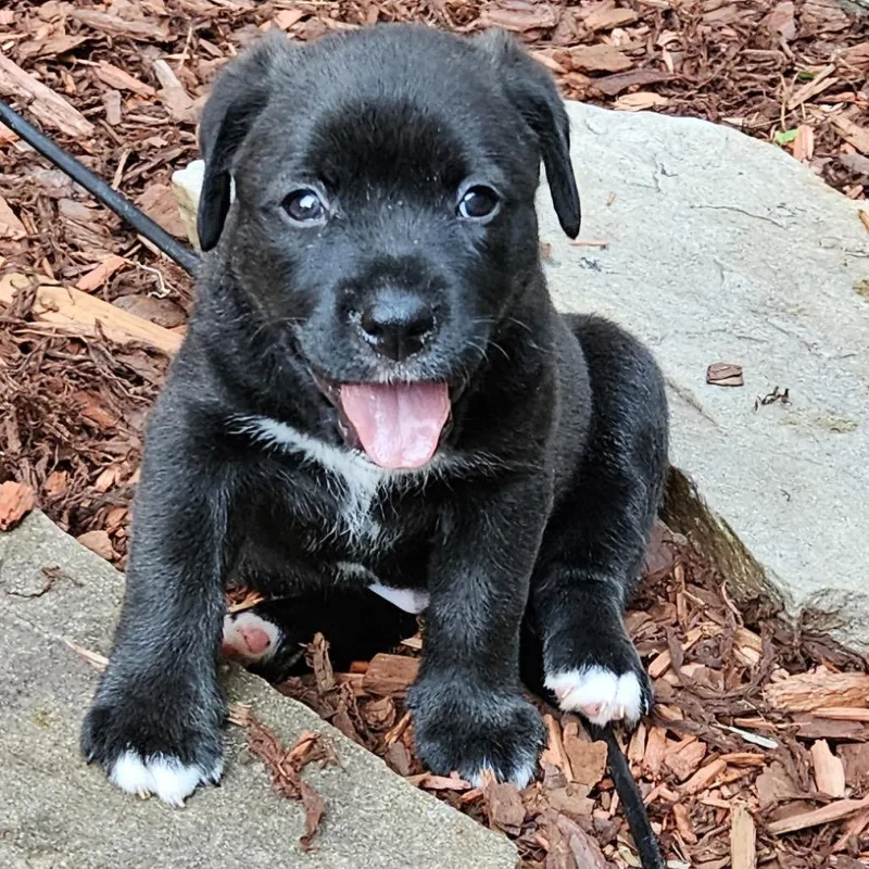 A baby small-sized male Yellow / Tan / Blond / Fawn Mixed Breed dog named Chunky Monkey for adoption in Rockville, MD