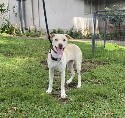 A young medium-sized female Mixed Breed dog named Prada for adoption in Honolulu, HI