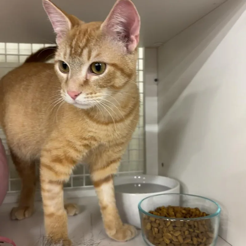 A young medium-sized male Orange / Red Domestic Short Hair cat named Dijon for adoption in St. Paul, MN