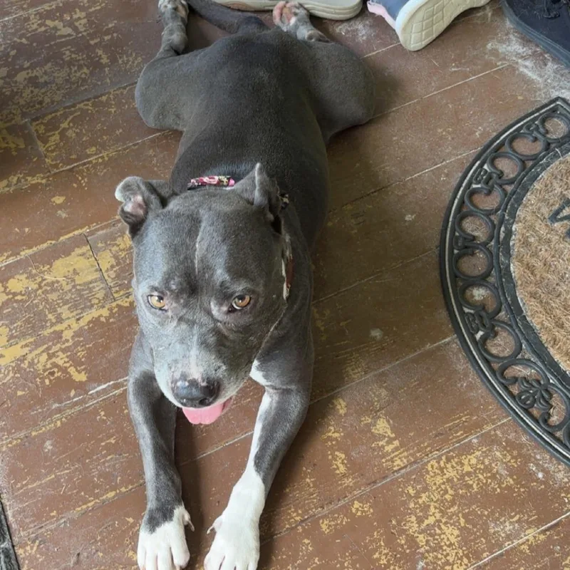 A senior medium-sized female Gray / Blue / Silver Mixed Breed dog named Nova for adoption in Jacksonville, FL