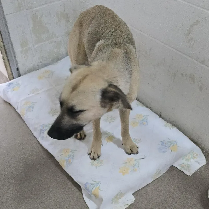 A young small-sized male Yellow / Tan / Blond / Fawn Mixed Breed dog named Leo for adoption in Yanceyville, NC