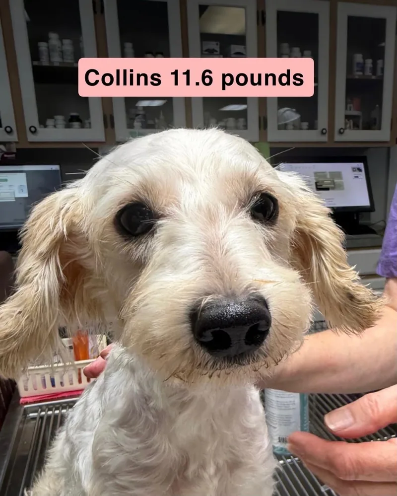 Collins