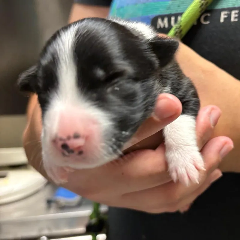 A baby small-sized female Black Mixed Breed dog named Cypress for adoption in Springboro, OH