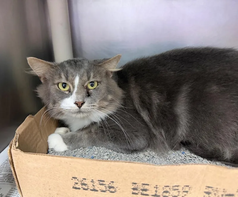 A young medium-sized male Domestic Long Hair cat named Doom for adoption in Cincinnati, OH