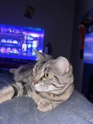 An adult medium-sized female Domestic Short Hair cat named Ruby for adoption in West Memphis, AR