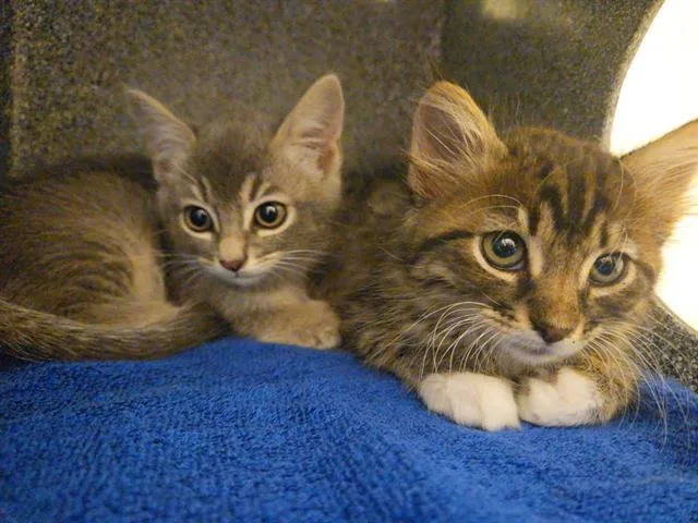 A baby small-sized female Domestic Medium Hair cat named Mitten for adoption in Tustin, CA