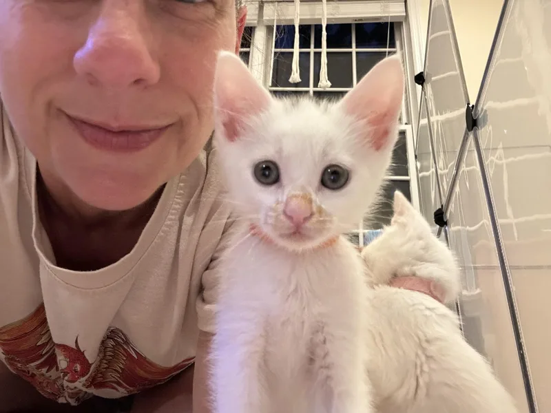 A baby medium-sized male Domestic Short Hair cat named Macaron for adoption in Lemoyne, PA