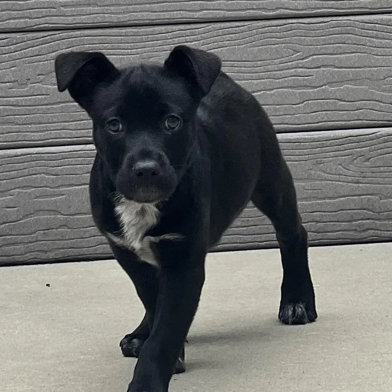 A baby small-sized female Black Pit Bull Terrier dog named Lucie for adoption in Chattanooga, TN