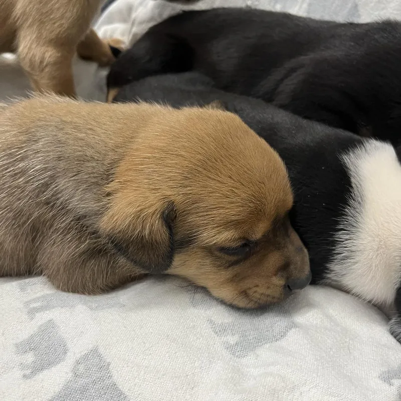 A baby medium-sized male Mixed Breed dog named Tabriz for adoption in Durango, CO