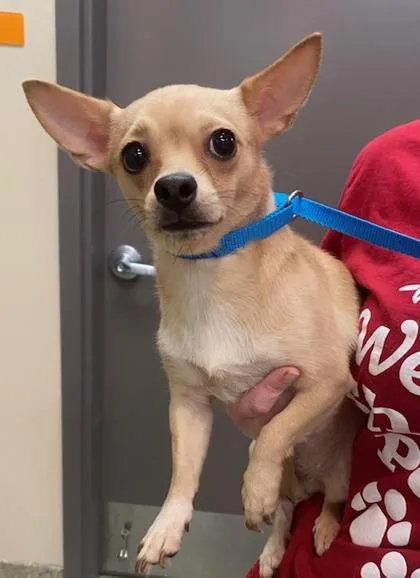 An adult small-sized female Chihuahua dog named Chobani for adoption in Kansas City, MO