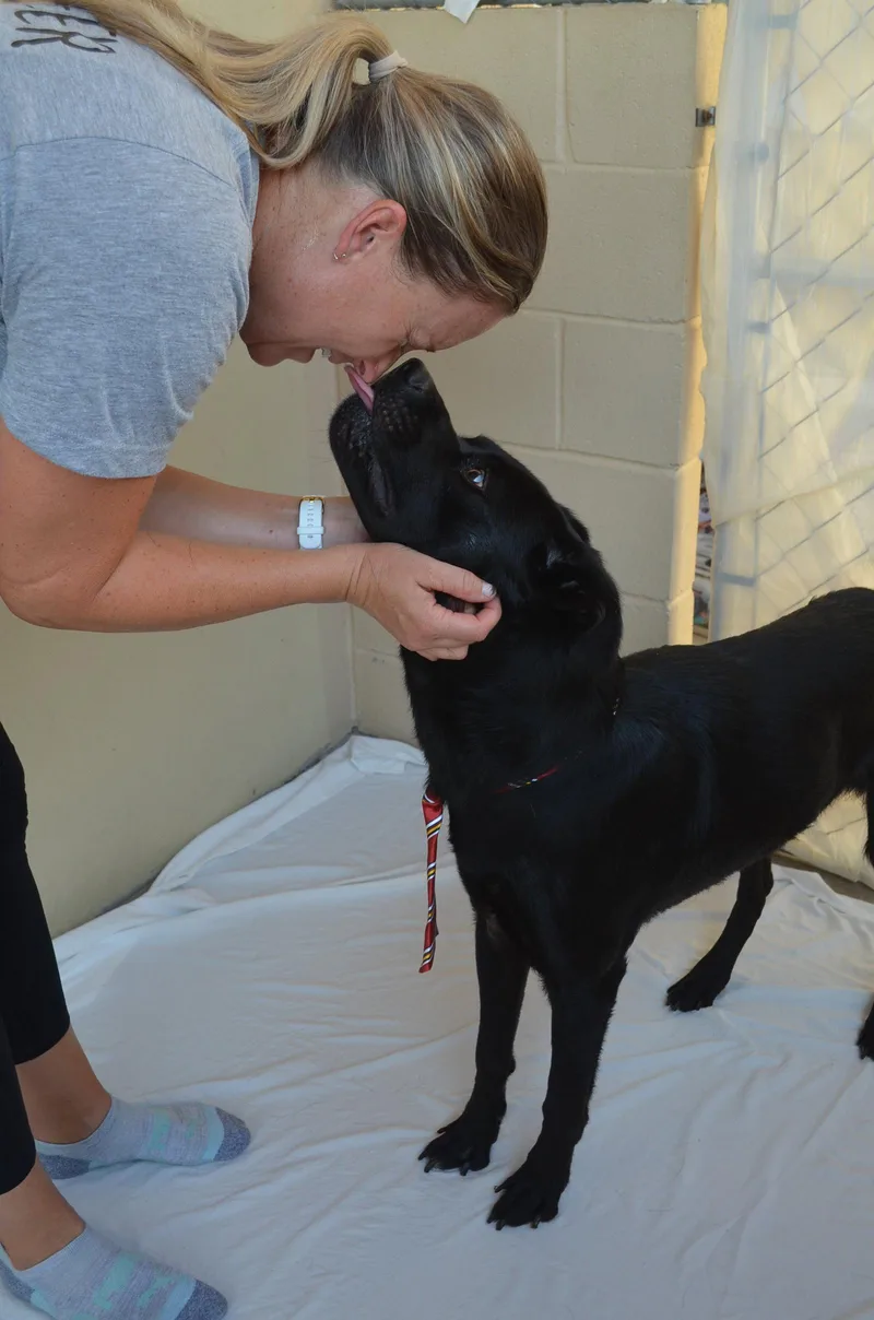 An adult medium-sized male Labrador Retriever dog named Granite for adoption in McKinney, TX