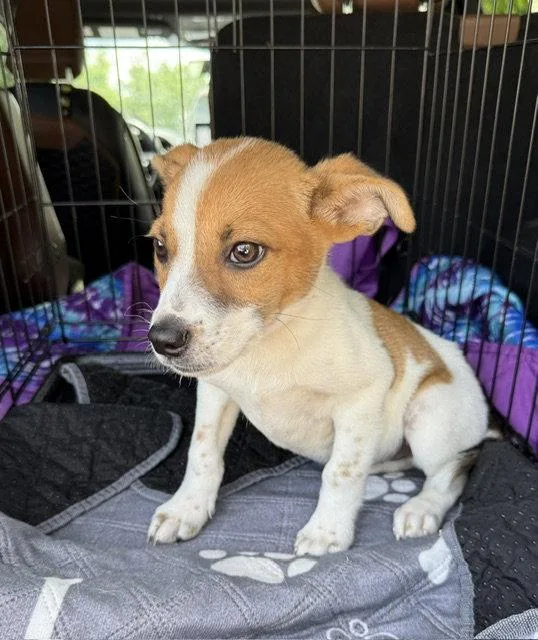 A baby medium-sized male Beagle dog named Rocky for adoption in Seattle, WA