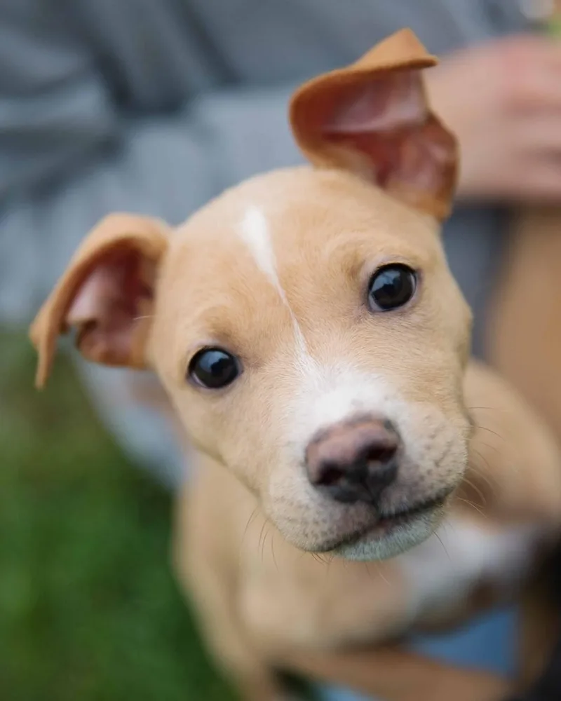 A baby medium-sized female Apricot / Beige Terrier dog named Loompa for adoption in Grayslake, IL