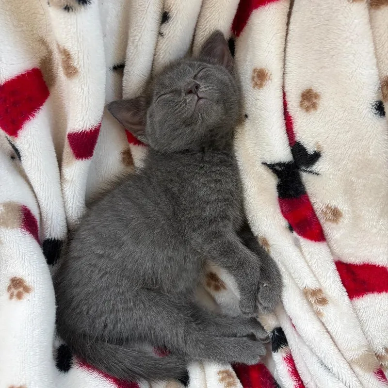 Squeak