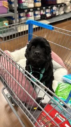 Kalliope thumbnail 2