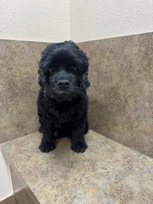 Kalliope thumbnail 3