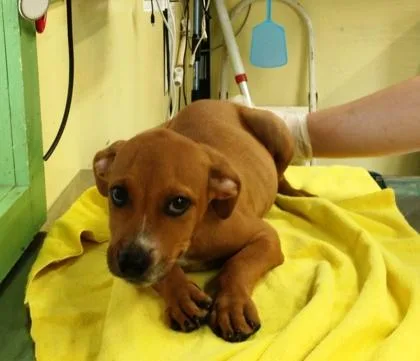 A baby large-sized male Labrador Retriever dog named Georgie for adoption in Picayune, MS