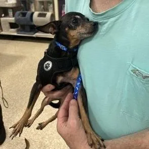 A senior small-sized male Black Chihuahua dog named Spike for adoption in Santa Fe, TX