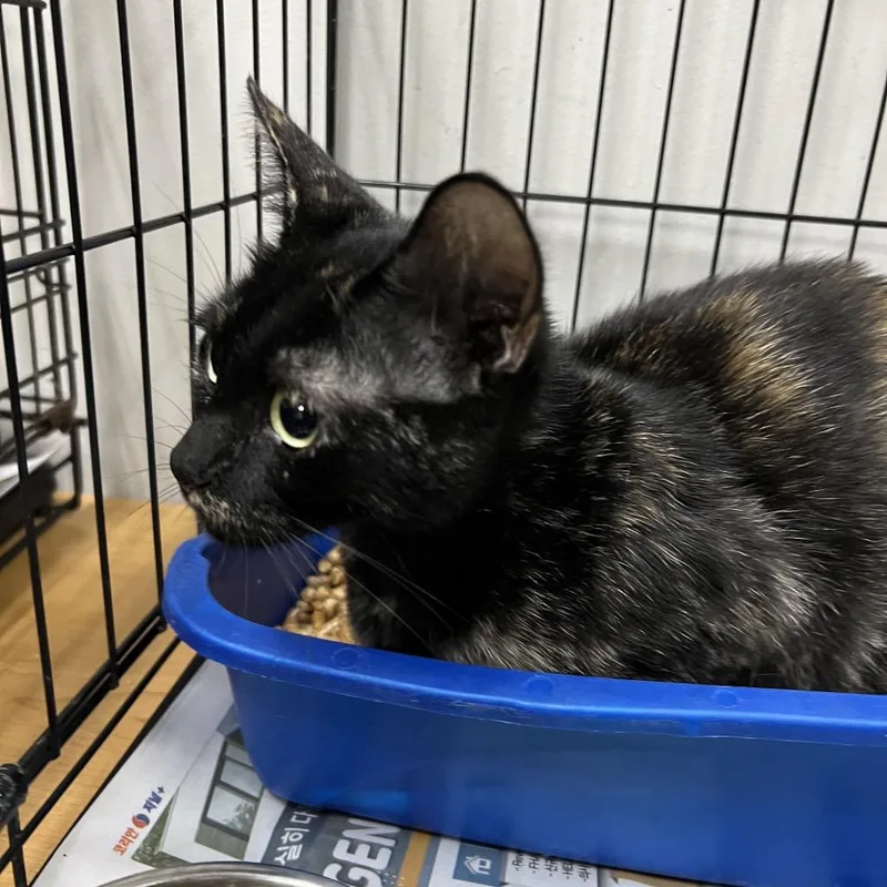 An adult medium-sized female Tortoiseshell Domestic Short Hair cat named Mother Cat for adoption in Galveston, TX