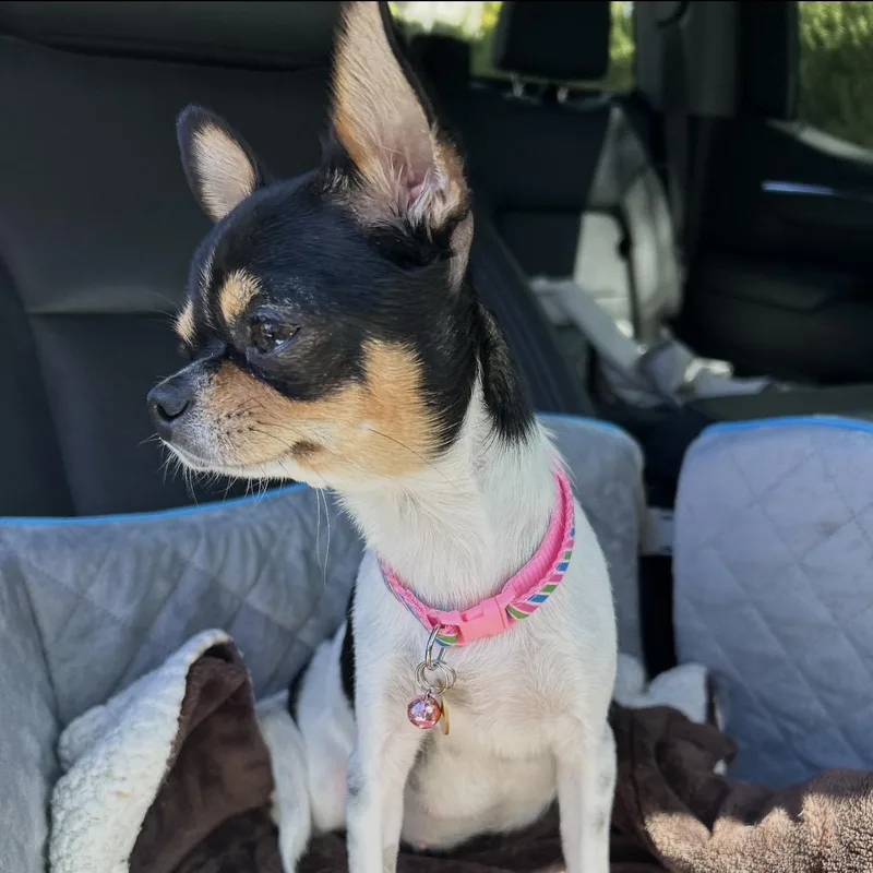 An adult small-sized female Chihuahua dog named Ariel for adoption in Citrus Heights, CA
