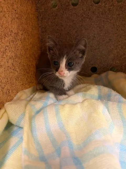 A baby small-sized male Domestic Short Hair cat named Rex for adoption in Riverside, CA