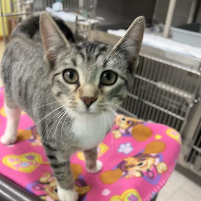 A baby medium-sized male Tabby (Brown / Chocolate) Domestic Short Hair cat named Dash for adoption in Jamestown, ND