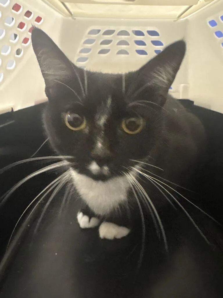 An adult medium-sized female Black Domestic Short Hair cat named Gimbles for adoption in Cincinnati, OH