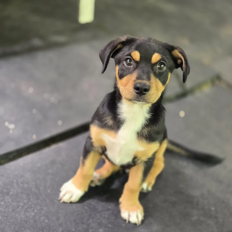 A baby medium-sized male Black Corgi dog named Ozzy for adoption in Mansfield, TX
