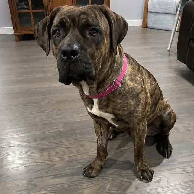 An adult large-sized female Presa Canario dog named Miss Morgan for adoption in Racine, WI