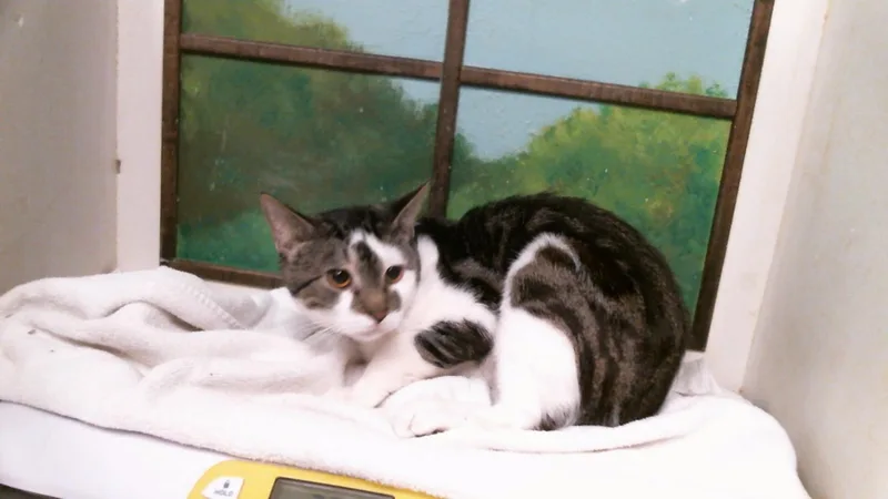 A young medium-sized male Domestic Short Hair cat named Kevin for adoption in Houston, TX
