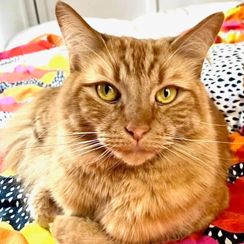 An adult large-sized male Orange / Red Domestic Medium Hair cat named Rupert for adoption in Los Angeles, CA