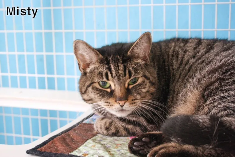 A senior medium-sized female Domestic Short Hair cat named Misty for adoption in Claremont, NH