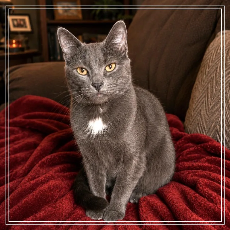 An adult small-sized female Domestic Short Hair cat named Spicy Sasha for adoption in Monroe, MI