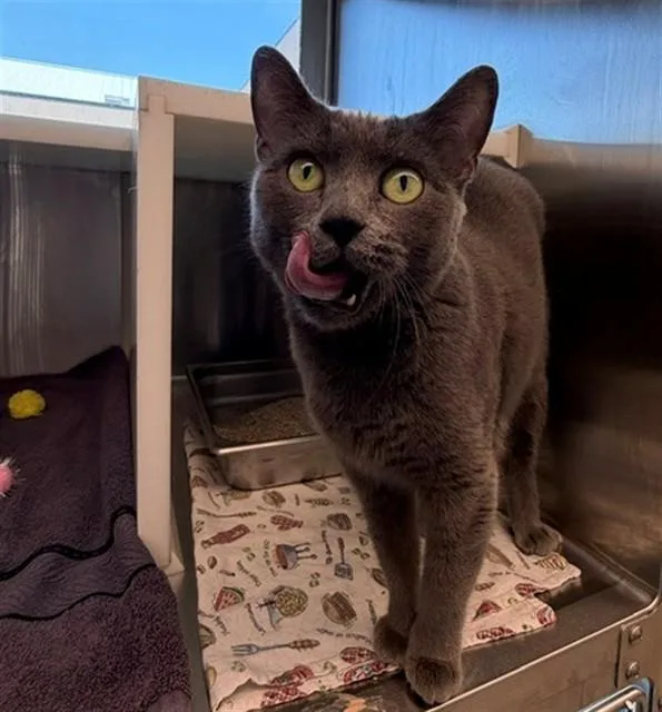 A young medium-sized female Domestic Short Hair cat named Katydid for adoption in Brighton, CO