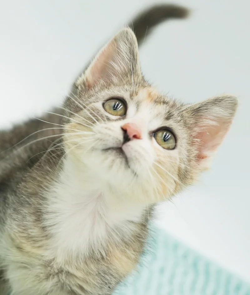 Muffin is a rainbow thumbnail 2
