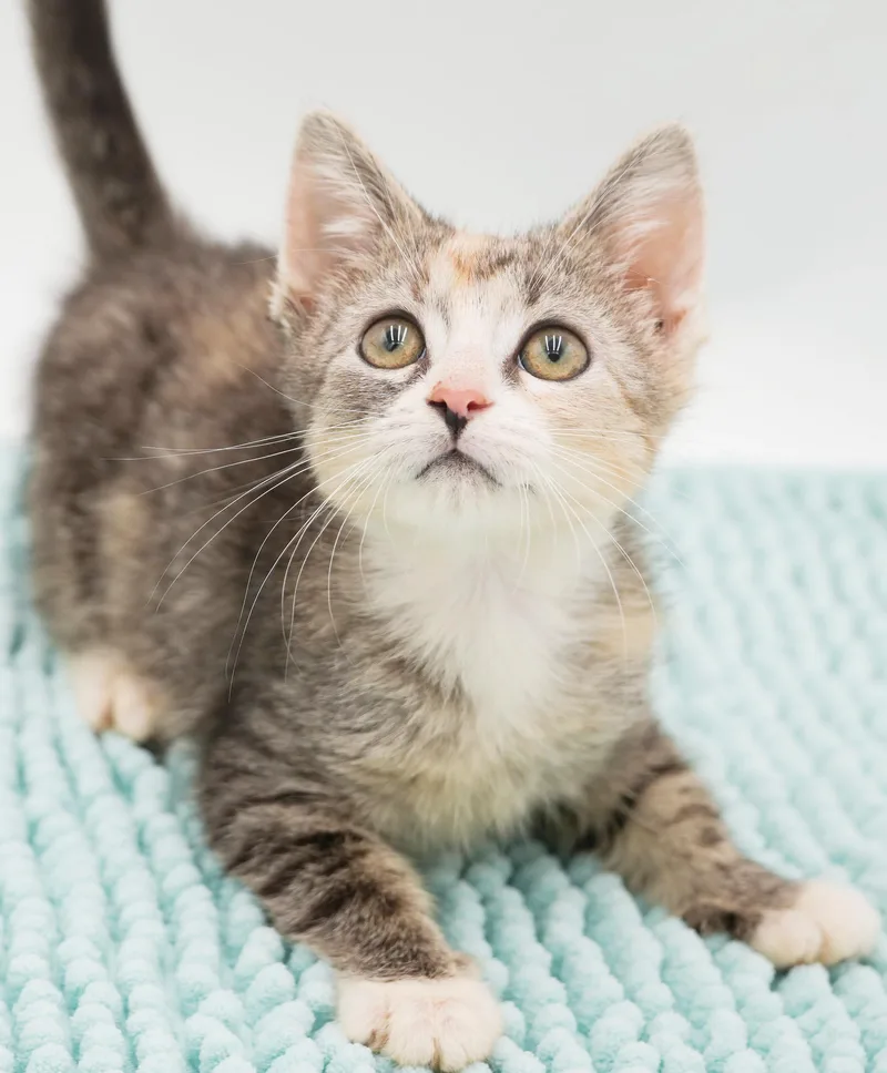 Muffin is a rainbow thumbnail 6