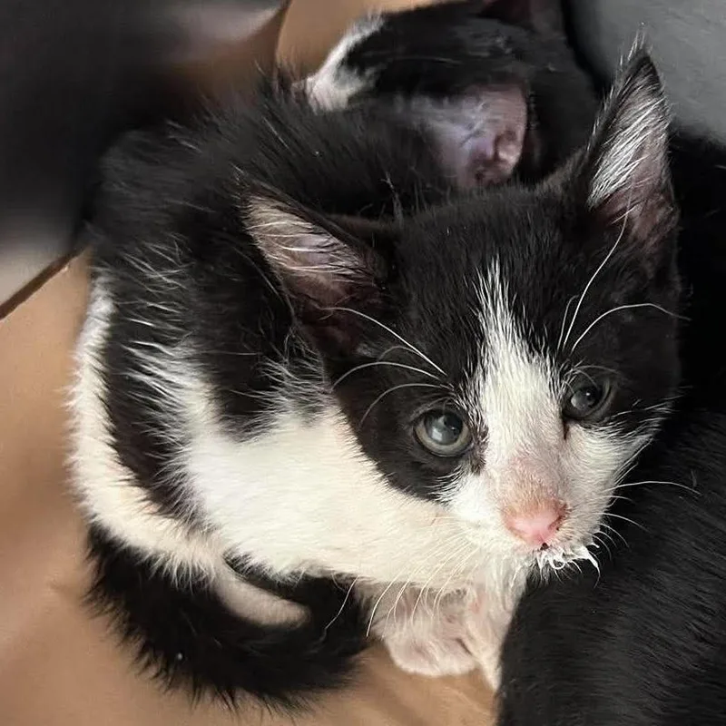 A baby small-sized male Domestic Short Hair cat named Cobalt for adoption in Bastrop, TX